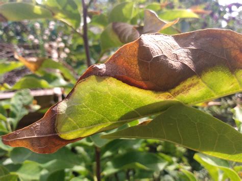 plant care - Magnolia leaves partially browning and curling - Gardening & Landscaping Stack Exchange