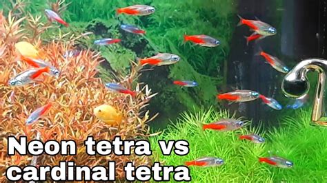 Neon Tetra and cardinal tetra/ cardinal tetra care & breeding guide ...