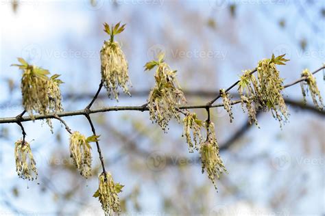 flowering maple tree 9488533 Stock Photo at Vecteezy