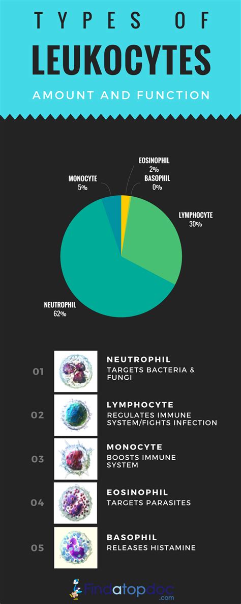 What Are Leukocytes? Types of Leukocytes