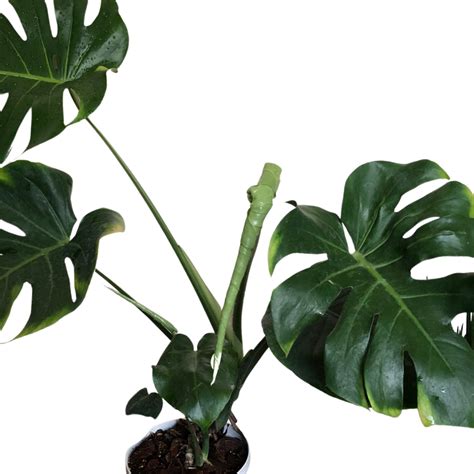 Monstera Deliciosa - Unbeleafable