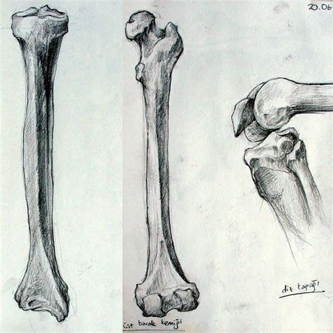 Bone Anatomy Drawing