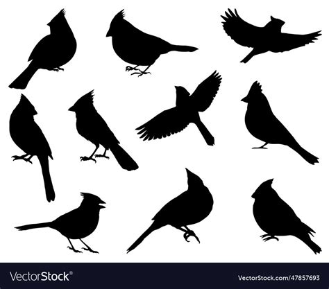 Cardinal bird silhouette Royalty Free Vector Image