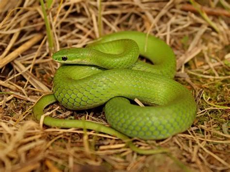 Smooth Green Snake - Facts, Diet, Habitat & Pictures on Animalia.bio