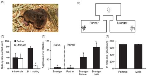 Socially monogamous prairie voles display several types of social ...