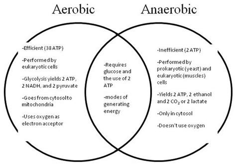 Aerobic And Anaerobic Respiration Venn Diagram