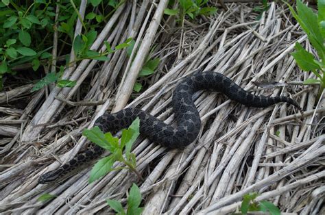 Learning from habitat ‘haves’ to help save a threatened rattlesnake