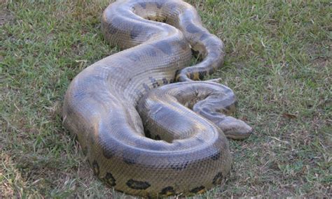 Largest green anaconda ever recorded - honshort