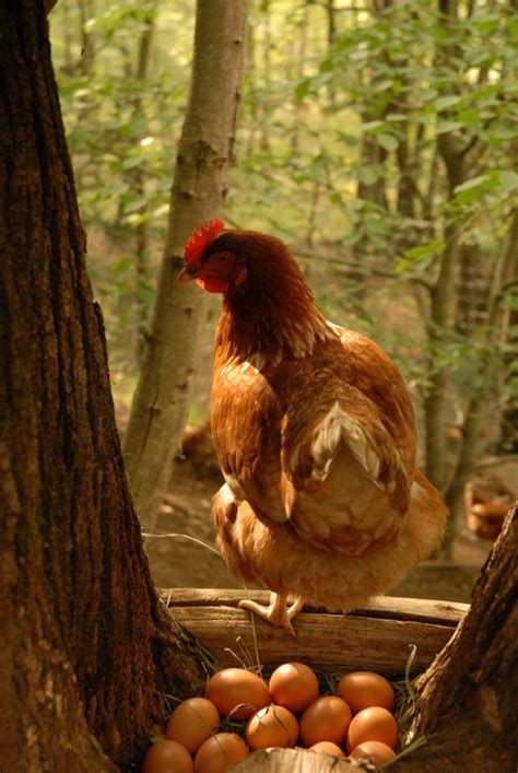 Wild Chickens. . . Chickens as we know them are a human invention. The ...