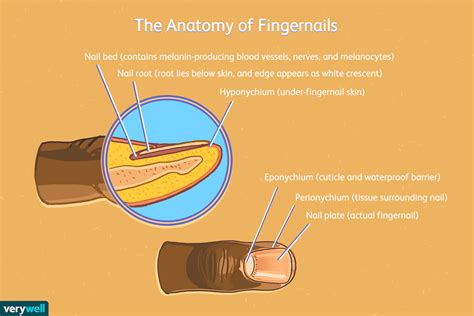 Parts of the Nail: Structure and How They Grow