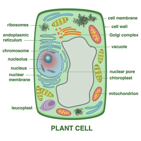 Plant Cell Photograph by Gwen Shockey - Pixels