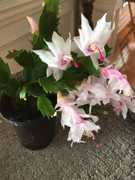 Cool item: 4 Christmas Cactus Cuttings Christmas Cactus, Cuttings, Cool Items, Plants, Plant ...