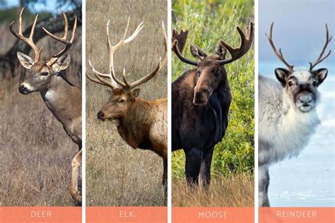 Differences Between Deer, Elk, Moose and Reindeer