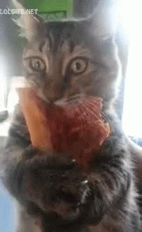 Pizza Cat GIFs | Tenor