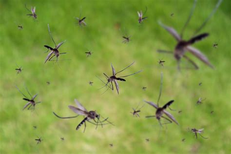 Can graphene help fight mosquito bites?