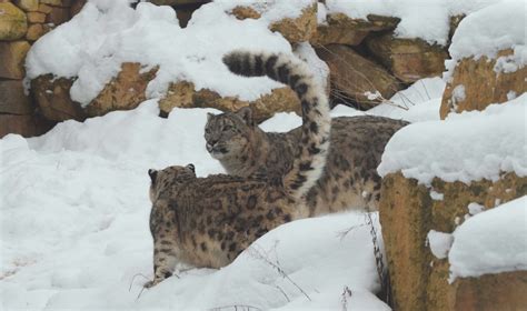 Habitat - The Snow Leopard