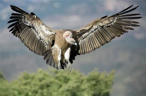 Griffon Vulture Flying Photograph by Nicolas Reusens - Pixels