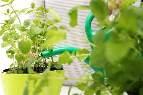 New to Gardening? What You Need to Know to Grow an Herb and Spice ...