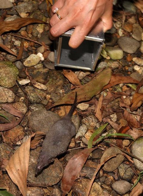 INSECTIVORE - SHREW - ASIAN HOUSE SHREW - BACH MA NATIONAL PARK VIET NAM (1).JPG photo - Coke ...