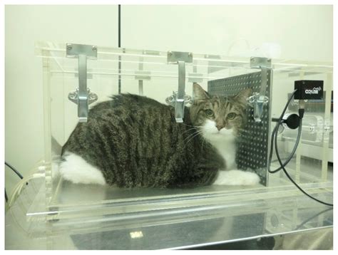 Veterinary Sciences | Free Full-Text | Impact of Obesity on Lung Function in Cats with ...