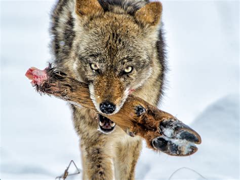 Baby Coyotes In Snow