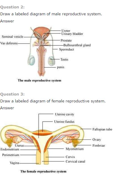 Male Reproductive System Diagram Quiz