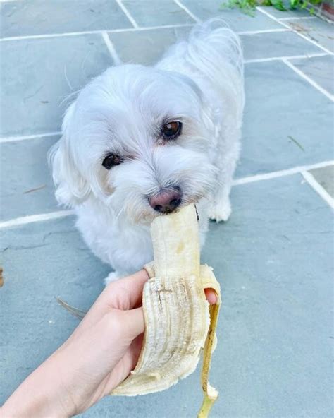 Can Dogs Eat Banana Bread? What Will Happen When They Do? - The Goody Pet