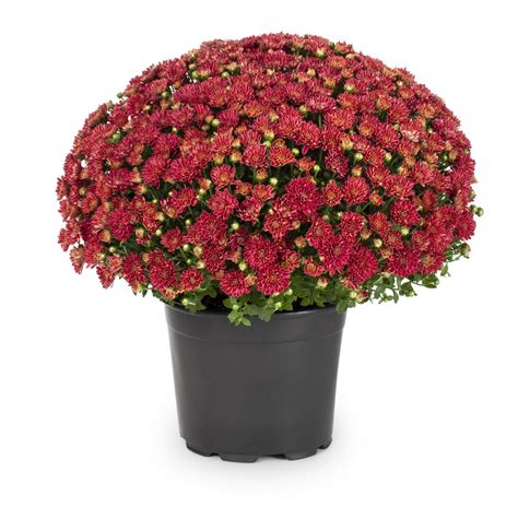 3-Quart Red Red Garden Mum in Pot at Lowes.com