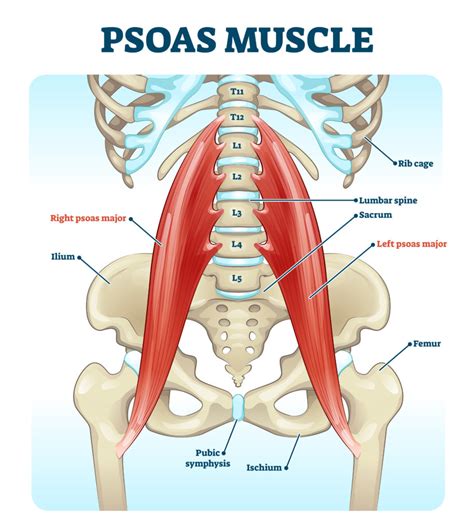 9 Hip Flexor Exercises Bands: Increase Strength & Hip Mobility