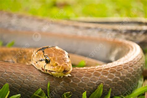 Snakes Venomous Reptiles Venomous Year Pet Photo Background And Picture For Free Download - Pngtree