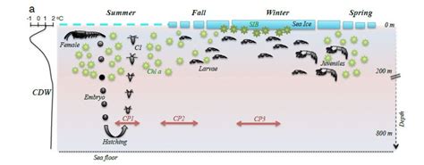 Climate Change Could Put Tiny Krill at Big Risk | Climate Central