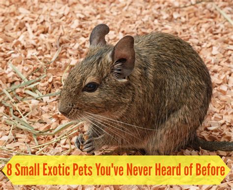 8 Small Exotic Pets You May Have Never Heard of Before | Pawsitively Pets