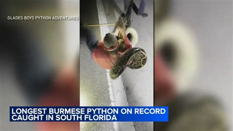 World record Burmese python: 19 foot python caught in Florida is longest python ever caught ...