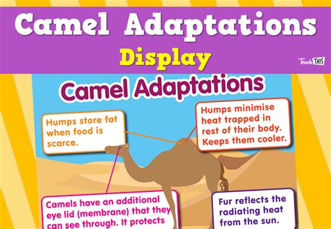 Camel Adaptations Display :: Teacher Resources and Classroom Games :: Teach This