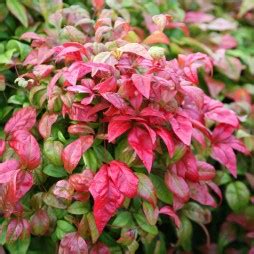 Dwarf Nandina Firepower | Shoal Creek Nursery LLC | Austin, TX