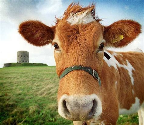 Cows Furious as Humans Try to Hone In on Their Racket | Guernsey cow ...