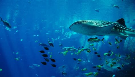 Free Images : ocean, stingray, coral reef, aquarium, water sport, scuba ...