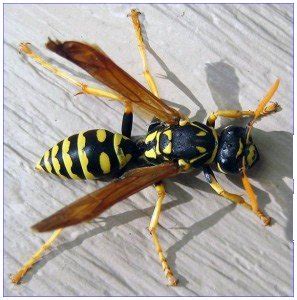 Wasp Identification Costa Blanca Spain by Pests r Us Costa Blanca Spain