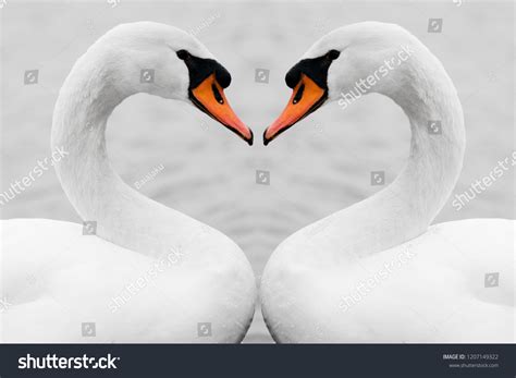 29,042 Swan Symbol Love Images, Stock Photos & Vectors | Shutterstock