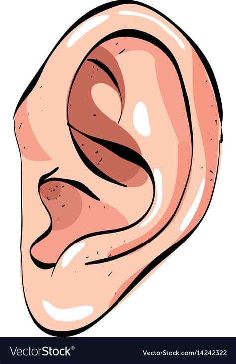 Cartoon image of human ear vector image on VectorStock in 2024 | Body ...