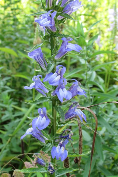 What’s blooming in Fran’s yard? Blue lobelia – Wild Ones St. Louis Chapter