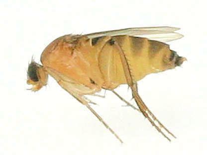 Phoridae - Alchetron, The Free Social Encyclopedia