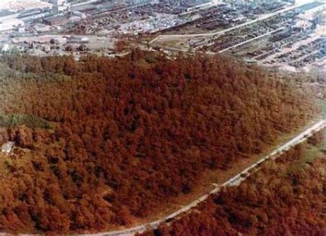 The Red Forest, Ukraine - The name "Red Forest" comes from the ginger-brown colour of the pine ...