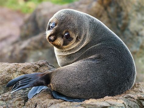 Baby Seal Wallpaper (54+ images)