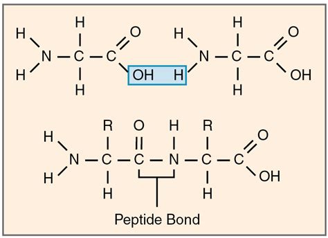 Peptide Bond Diagram For Water