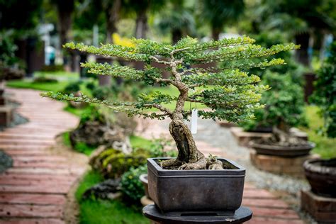 Growing Bonsai Even if You Are a Beginner - Southeast AgNET