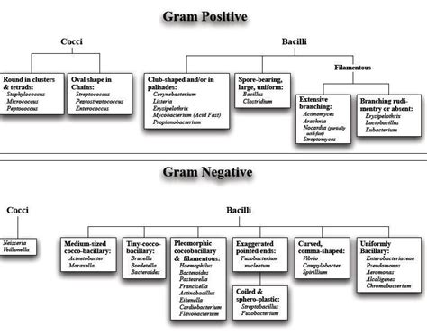 gram negative gram positive bacteria list - Google Search ...