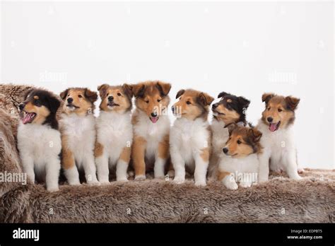 Rough Collie, puppies, 8 weeks|Collie, Welpen, 8 Wochen Stock Photo - Alamy