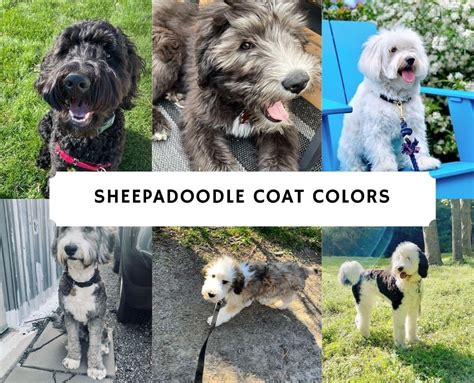 Types of Sheepadoodle Coat Colors! With Pictures! (2024) - We Love Doodles