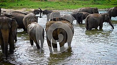 Herd of Indian Elephants in the Watering Hole in Daytime, Cooling Their Bodies and Drinking ...